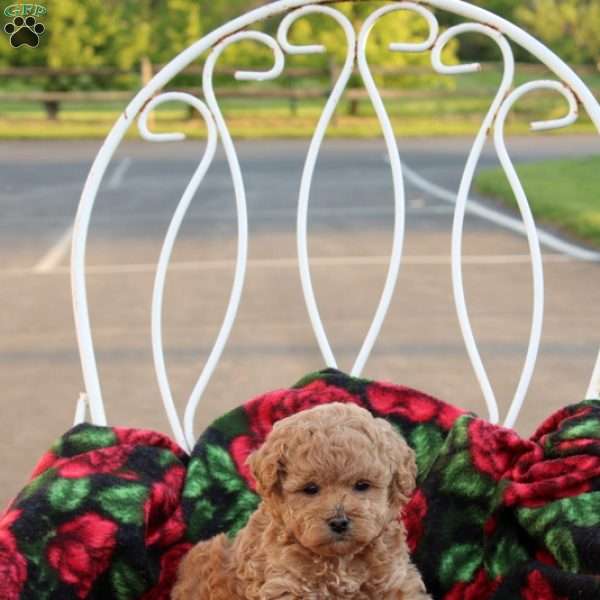 Nicci, Toy Poodle Puppy
